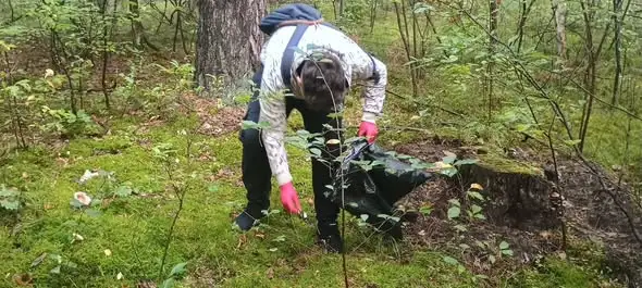 Uczniowie z Kowala sprzątali las nad jeziorem Dzilno