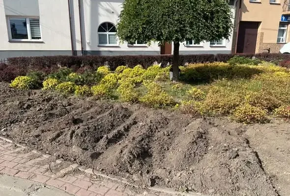 Jesienne porządki na skalbmierskim Rynku – nowe nasadzenia i kora kamienna
