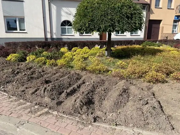 Jesienne porządki na skalbmierskim Rynku – nowe nasadzenia i kora kamienna